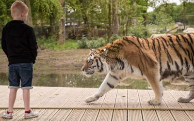 Knowsley Safari Tiger Enclosure Opens